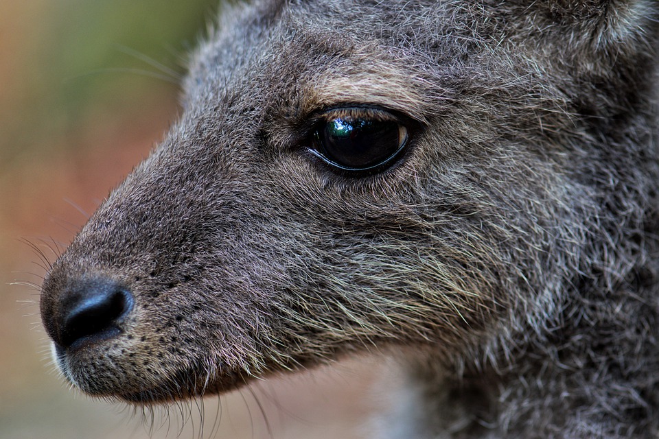 オーストラリア絶滅危惧種動物 アカクビワラビー World Travel And Animal