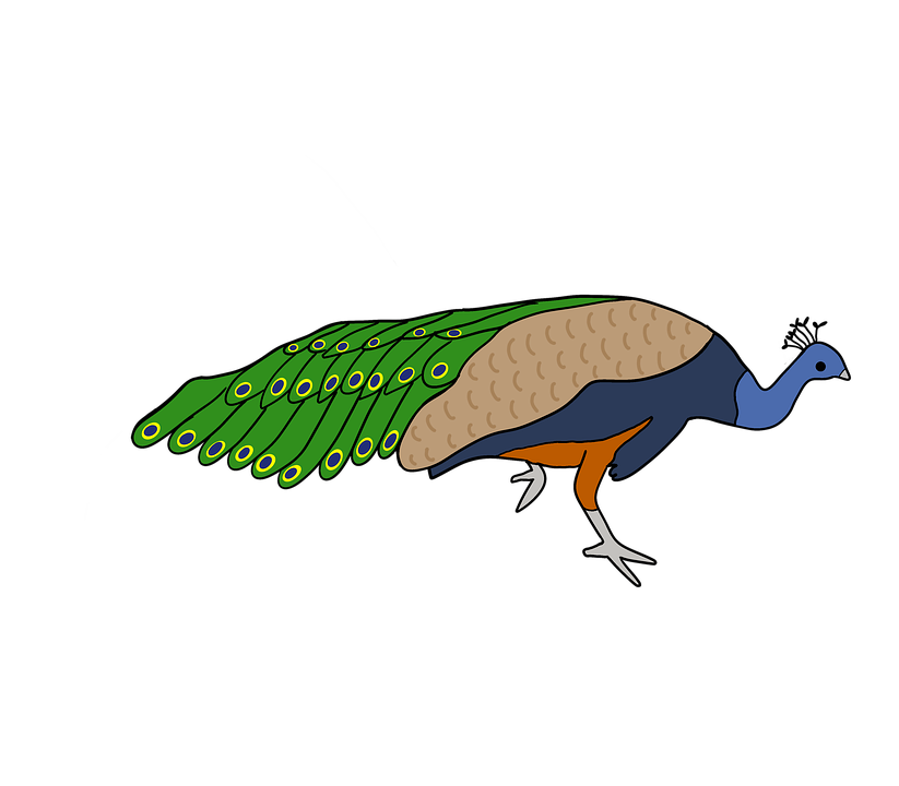 Endangered Congo Species: Congo peafowl - World Travel And Animal
