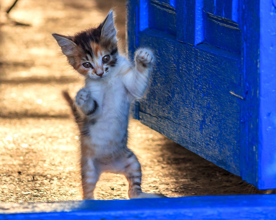 Japan's “cat island” Aoshima is being overwhelmed by tourists