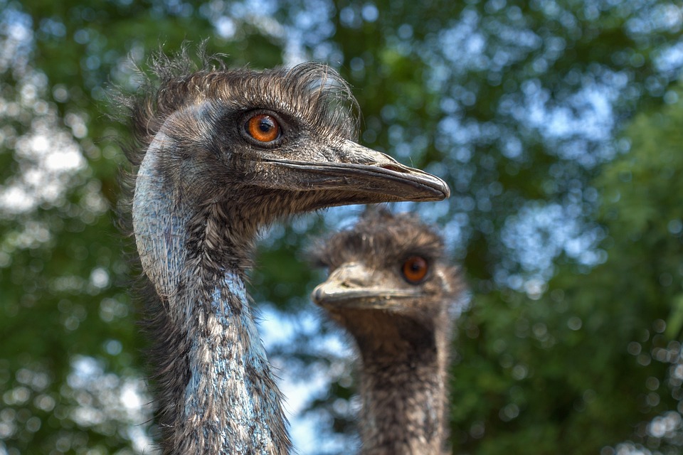 Animals of the World: Birds of Australia] Emu Characteristics and Ecology  Endangered Species? Difference from ostrich - World Travel And Animal