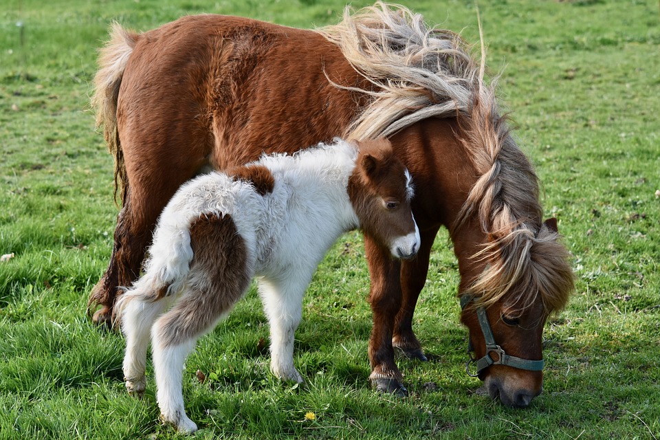 Animals of the world: Shetland pony] British horse history, ecology,  characteristics - World Travel And Animal